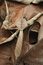 Brown Leaf Mantis (Deroplatys truncata) male camouflaged on leaf, Bukit Sarang Conservation Area, Bintulu, Borneo, Malaysia