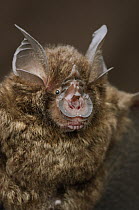Bornean Horseshoe Bat (Rhinolophus borneensis), Bukit Sarang Conservation Area, Bintulu, Borneo, Malaysia