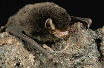 Little Long-fingered Bat (Miniopterus australis), Bukit Sarang Conservation Area, Bintulu, Borneo, Malaysia