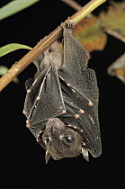 Spotted-winged Fruit Bat (Balionycteris maculata) roosting, Bukit Sarang Conservation Area, Bintulu, Borneo, Malaysia