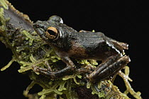 Frilled Treefrog (Rhacophorus appendiculatus) male, Bukit Sarang Conservation Area, Bintulu, Borneo, Malaysia
