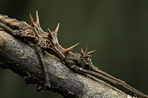 Stick Insect (Dares ulula) male, Bukit Sarang Conservation Area, Bintulu, Borneo, Malaysia