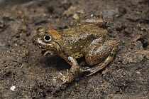 Seep Frog (Occidozyga baluensis), Bukit Sarang Conservation Area, Bintulu, Borneo, Malaysia