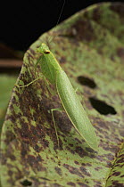 Mantid (Mantidae), Bukit Sarang Conservation Area, Bintulu, Borneo, Malaysia