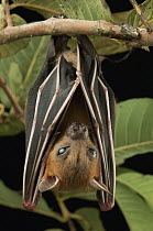 Lesser Short-nosed Fruit Bat (Cynopterus brachyotis) roosting, Bukit Sarang Conservation Area, Bintulu, Borneo, Malaysia