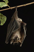 Lucas's Short-nosed Fruit Bat (Penthetor lucasi) roosting, Bukit Sarang Conservation Area, Bintulu, Borneo, Malaysia