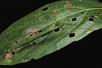Stick Insect (Nescicroa terminalis) camouflaged on leaf, Bukit Sarang Conservation Area, Bintulu, Borneo, Malaysia