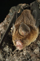 Fawn Roundleaf Bat (Hipposideros cervinus), Bukit Sarang Conservation Area, Bintulu, Borneo, Malaysia