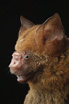 Diadem Roundleaf Bat (Hipposideros diadema), Bukit Sarang Conservation Area, Bintulu, Borneo, Malaysia