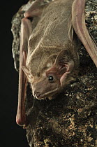 Black-bearded Tomb Bat (Taphozous melanopogon) at night, Bukit Sarang Conservation Area, Bintulu, Borneo, Malaysia