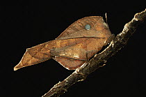 Grasshopper (Chorotypus sp) leaf mimic, Permai Rainforest Resort, Malaysia