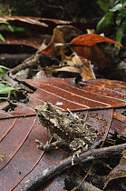 Crested Toad (Bufo divergens) camouflaged in leaf litter, Lambir Hills National Park, Malaysia