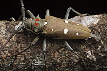 Long Horn Beetle (Batocera thomsoni), Lambir Hills National Park, Malaysia