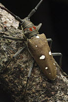 Long Horn Beetle (Batocera thomsoni), Lambir Hills National Park, Malaysia
