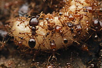 Marauder Ant (Pheidologeton affinis) team attacking a beetle grub with minor workers assisted by their larger sisters who cut the grub into smaller pieces, Lambir Hills National Park, Malaysia