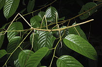 Stick Insect (Phobaeticus kirbyi), Lambir Hills National Park, Malaysia