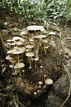 Mushrooms sprout from mound of elephant dung in rainforest, Royal Belum State Park, Malaysia