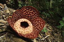 Rafflesia (Rafflesia cantleyi) flower takes just one day to fully open and lasts for only three days before withering, Royal Belum State Park, Malaysia