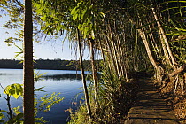 Path along Lake Eacham, Crater Lakes National Park, Atherton Tableland, Queensland, Australia