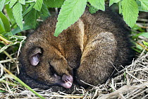 Common Brush-tailed Possum (Trichosurus vulpecula) curled up in a ball sleeping, Atherton Tableland, Queensland, Australia