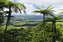 Rainforest landscape with tree ferns, Atherton Tableland, Queensland, Australia