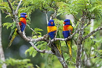 Rainbow Lorikeet (Trichoglossus haematodus) trio, Atherton Tableland, Queensland, Australia