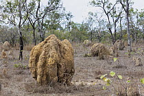 Termite mounds near Mareeba, North Queensland, Queensland, Australia