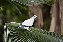 Torresian Imperial-Pigeon (Ducula spilorrhoa), Atherton Tableland, Queensland, Australia