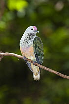 Rose-crowned Fruit-Dove (Ptilinopus regina), Queensland, Australia
