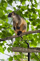 Lumholtz's Tree-kangaroo (Dendrolagus lumholtzi) in tree, Atherton Tableland, Queensland, Australia