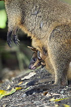 Swamp Wallaby (Wallabia bicolor) female with joey in pouch, Queensland, Australia