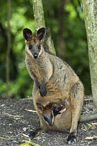 Swamp Wallaby (Wallabia bicolor) female with joey in pouch, Queensland, Australia