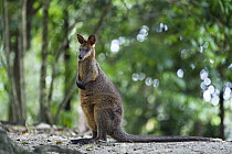 Swamp Wallaby (Wallabia bicolor), Queensland, Australia