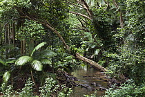 Creek in rainforest, Daintree National Park, North Queensland, Queensland, Australia