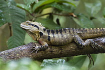Eastern Water Dragon (Physignathus lesueurii) on branch, Queensland, Australia