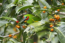 Double-eyed Fig-Parrot (Cyclopsitta diophthalma) feeding on figs, Daintree National Park, North Queensland, Queensland, Australia