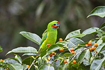 Double-eyed Fig-Parrot (Cyclopsitta diophthalma) feeding on figs, Daintree National Park, North Queensland, Queensland, Australia
