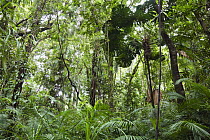 Licuala Fan Palm (Licuala ramsayi) in rainforest, Daintree National Park, North Queensland, Queensland, Australia