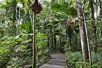 Licuala Fan Palm (Licuala ramsayi) trees and boardwalk, Daintree National Park, North Queensland, Queensland, Australia
