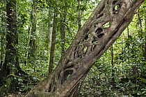 Fig (Ficus sp) tree that has killed its host in rainforest, Daintree National Park, North Queensland, Queensland, Australia