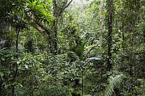 Rainforest interior, Daintree National Park, North Queensland, Queensland, Australia