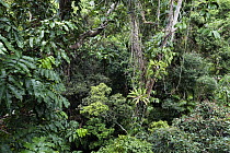 Rainforest canopy, Daintree National Park, North Queensland, Queensland, Australia