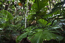 Licuala Fan Palm (Licuala ramsayi) leaves, Daintree National Park, North Queensland, Queensland, Australia