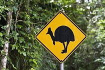 Cassowary sign in rainforest, Daintree National Park, North Queensland, Queensland, Australia