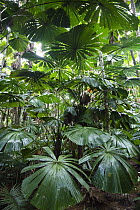 Licuala Fan Palm (Licuala ramsayi) fronds, Daintree National Park, North Queensland, Queensland, Australia
