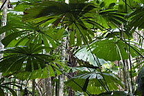 Licuala Fan Palm (Licuala ramsayi) fronds, Daintree National Park, North Queensland, Queensland, Australia