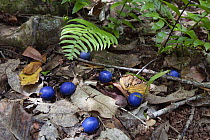 Blue Quondong (Elaeocarpus angustifolius) fruit on rainforest floor, Daintree National Park, North Queensland, Queensland, Australia