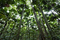 Licuala Fan Palm (Licuala ramsayi) forest, Daintree National Park, North Queensland, Queensland, Australia
