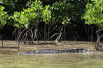 Saltwater Crocodile (Crocodylus porosus) in mangroves, Daintree National Park, Queensland, Australia