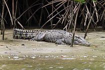 Saltwater Crocodile (Crocodylus porosus) on mudbank in mangroves, Daintree National Park, Queensland, Australia
